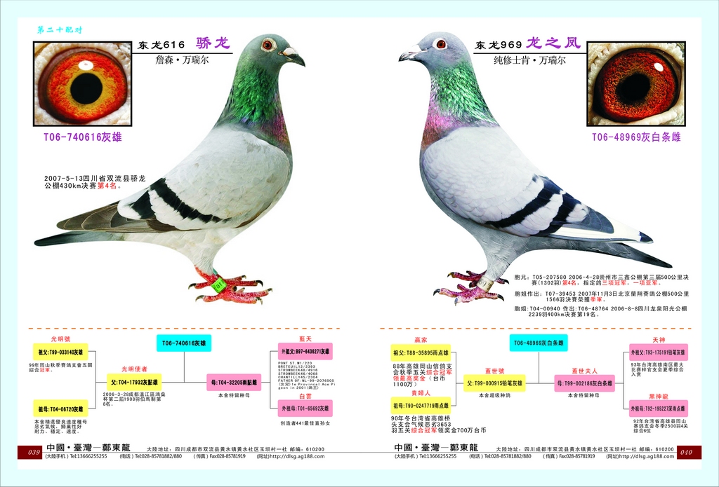 东龙二十配对 骄龙配龙之凤