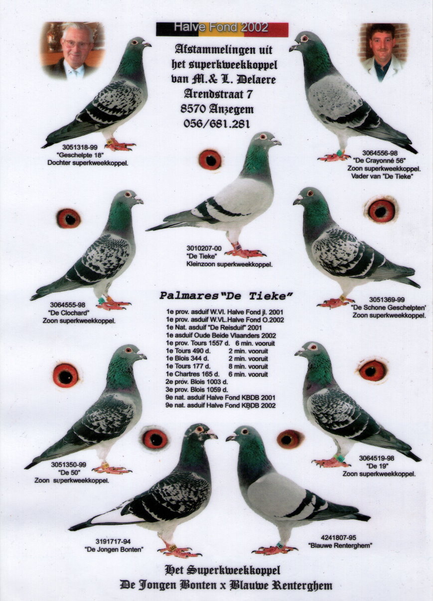 比利时迪克de—tieke