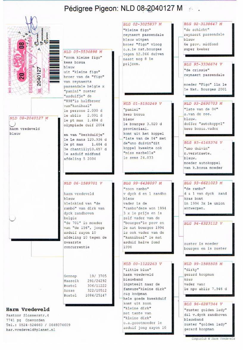 小飞戈直子 x 所向无敌半兄弟直女(德基