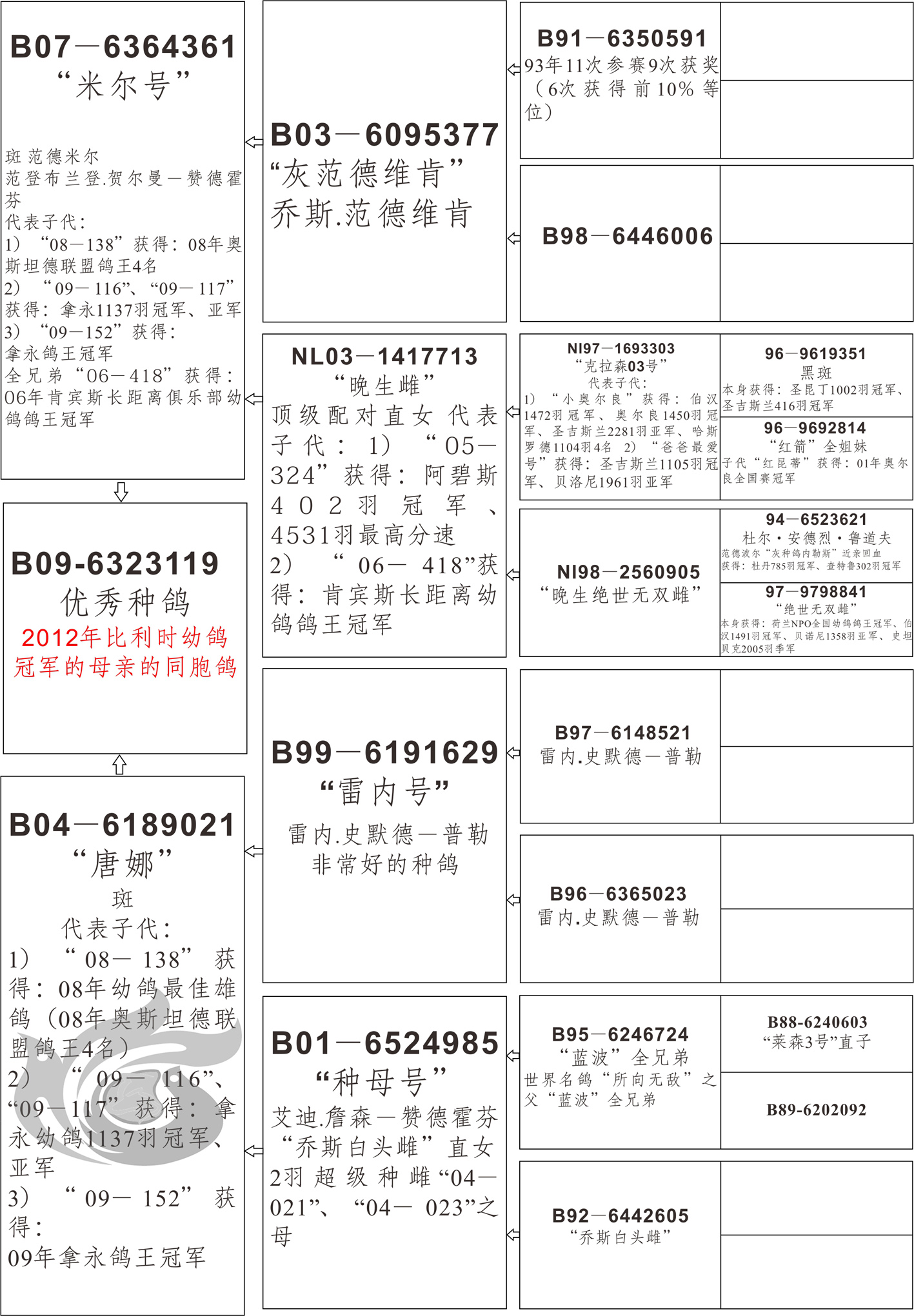 凡戴克鸽系血统来源图片