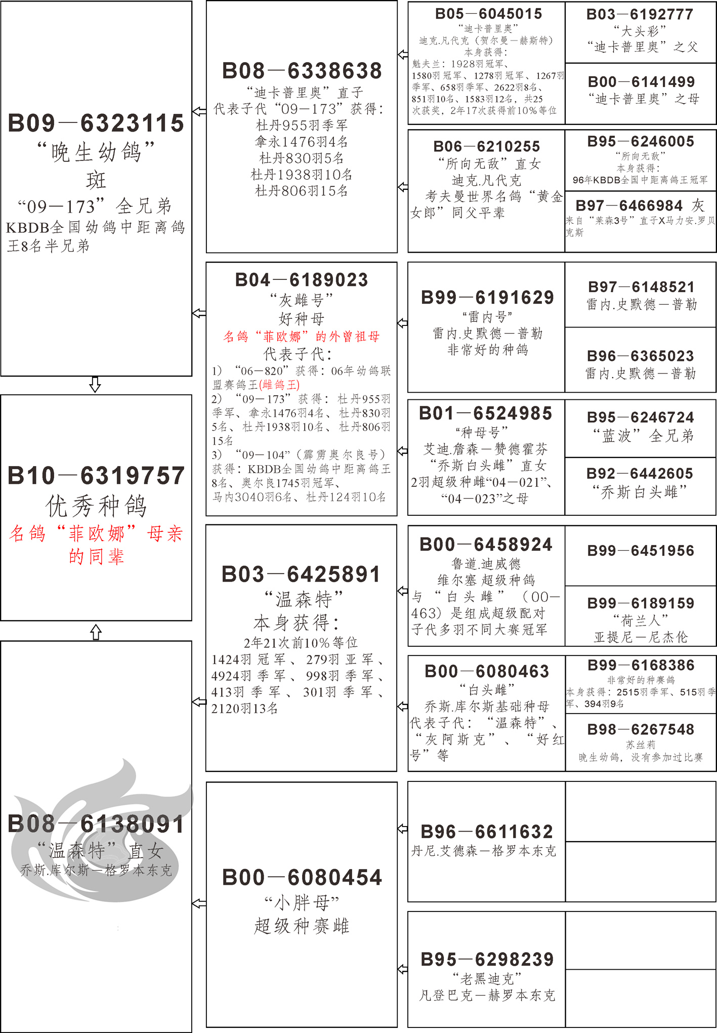 凡戴克鸽系血统来源图片