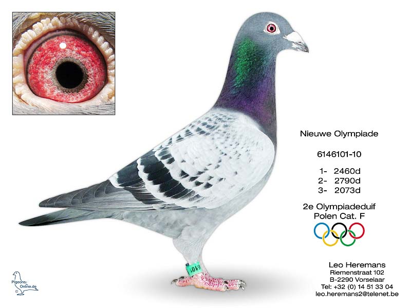 com爱鸽商城_中国信鸽信息网