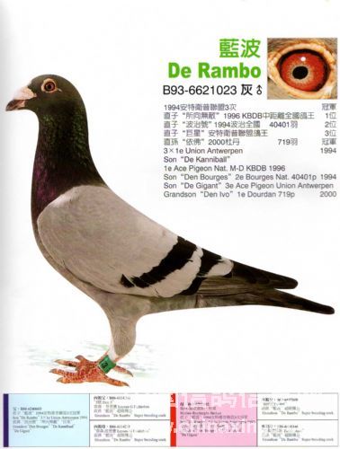 "王者蓝波"凡代克"所向无敌"平辈