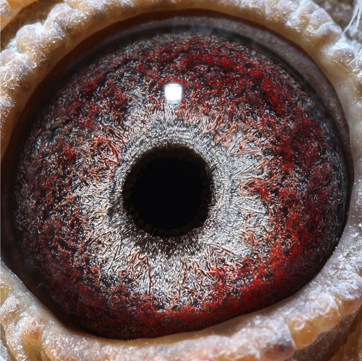 桑杰士吉林克斯