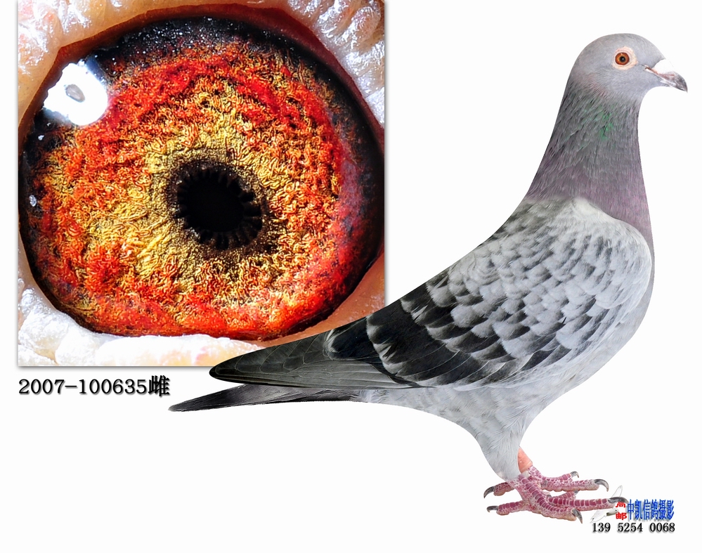 詹森永恒石斑麦克斯635_帝逸来恩_ ag188.com爱鸽商城_中国信鸽信息网