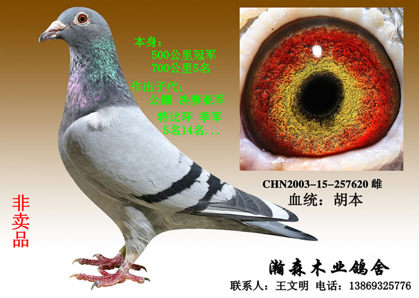 胡本