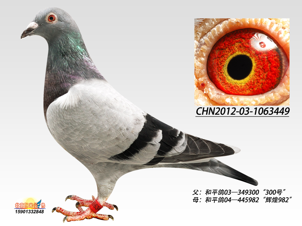 霍夫肯黑猪449_宝成鸽舍_ ag188.com爱鸽商城_中国信鸽信息网