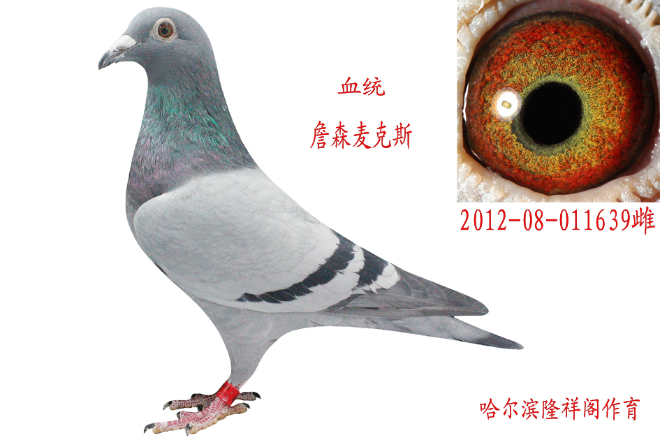 麦克斯639超级种鸽