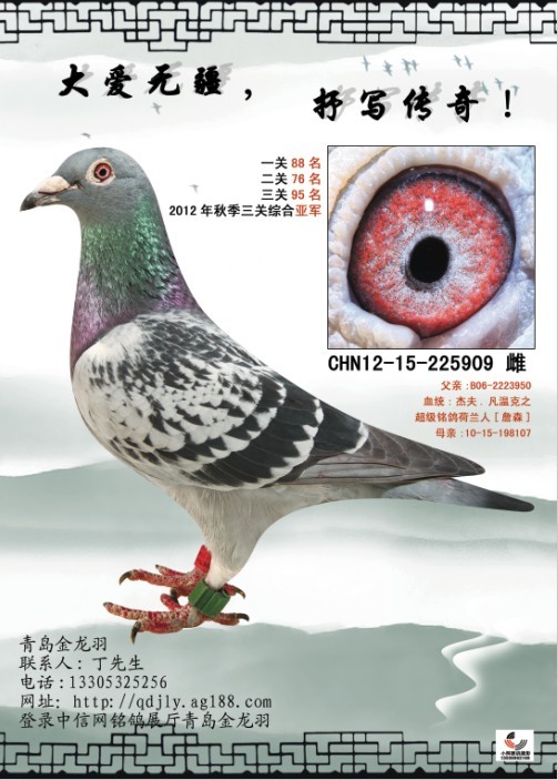 2012青岛市秋季赛三关亚军_青岛金龙羽_ag188.