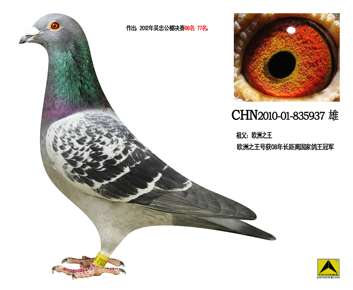 欧洲之王血系_宁夏班增华-中信网爱鸽商城
