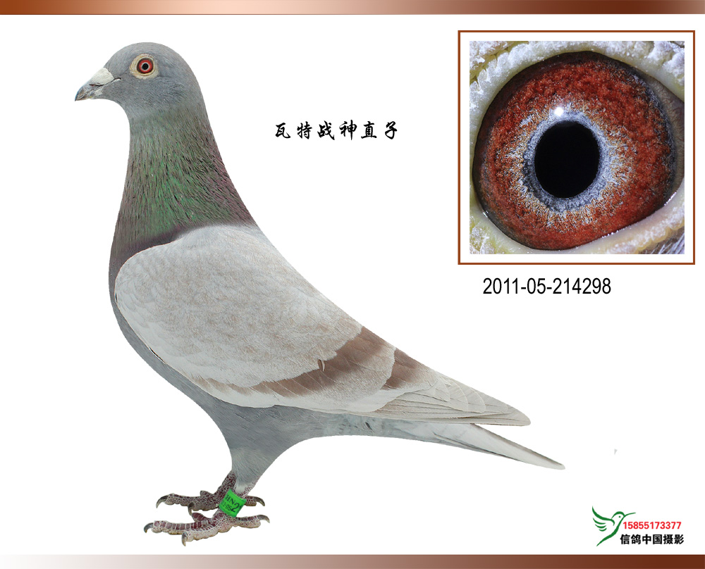 小红号