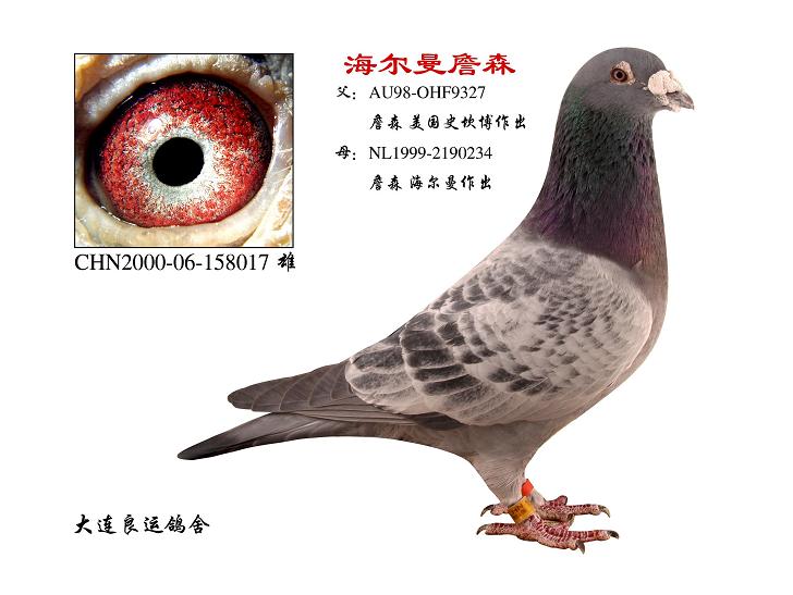 您要找的大连良运鸽舍展厅服务时间已到期