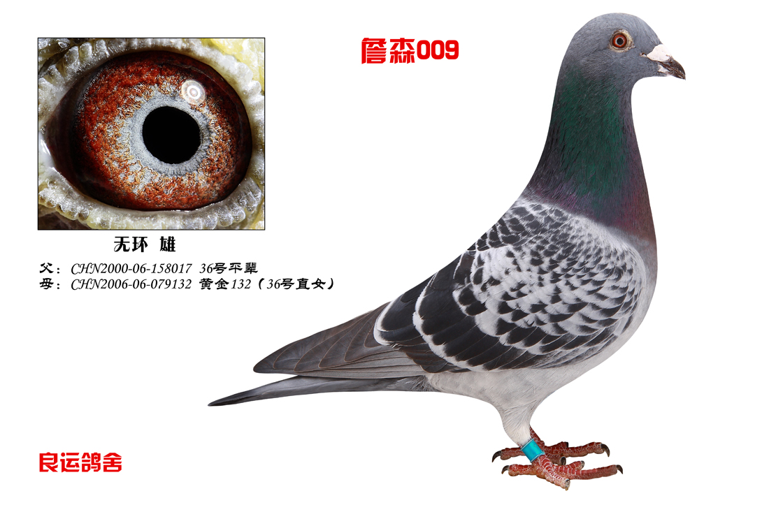 詹森009_大连良运鸽舍-中信网爱鸽商城