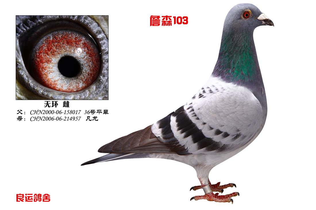 詹森103_大连良运鸽舍-中信网爱鸽商城