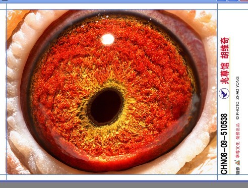 苍白错错兆尊馆苍白骑士
