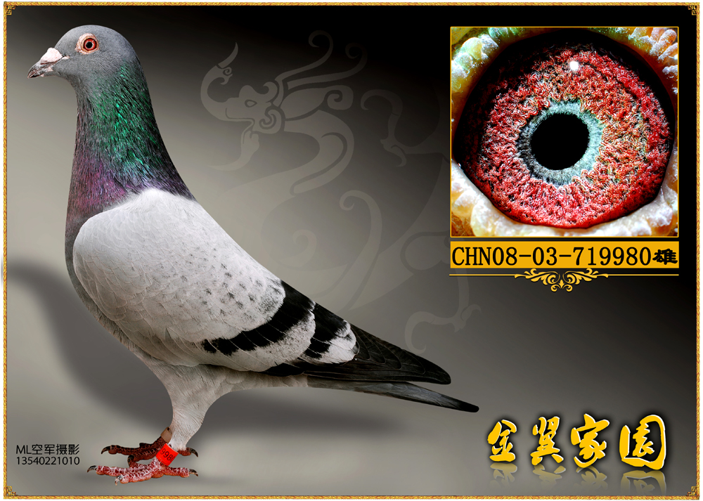 金翼电脑179_金翼家园_ag188.com爱鸽商城_中国信鸽信息网