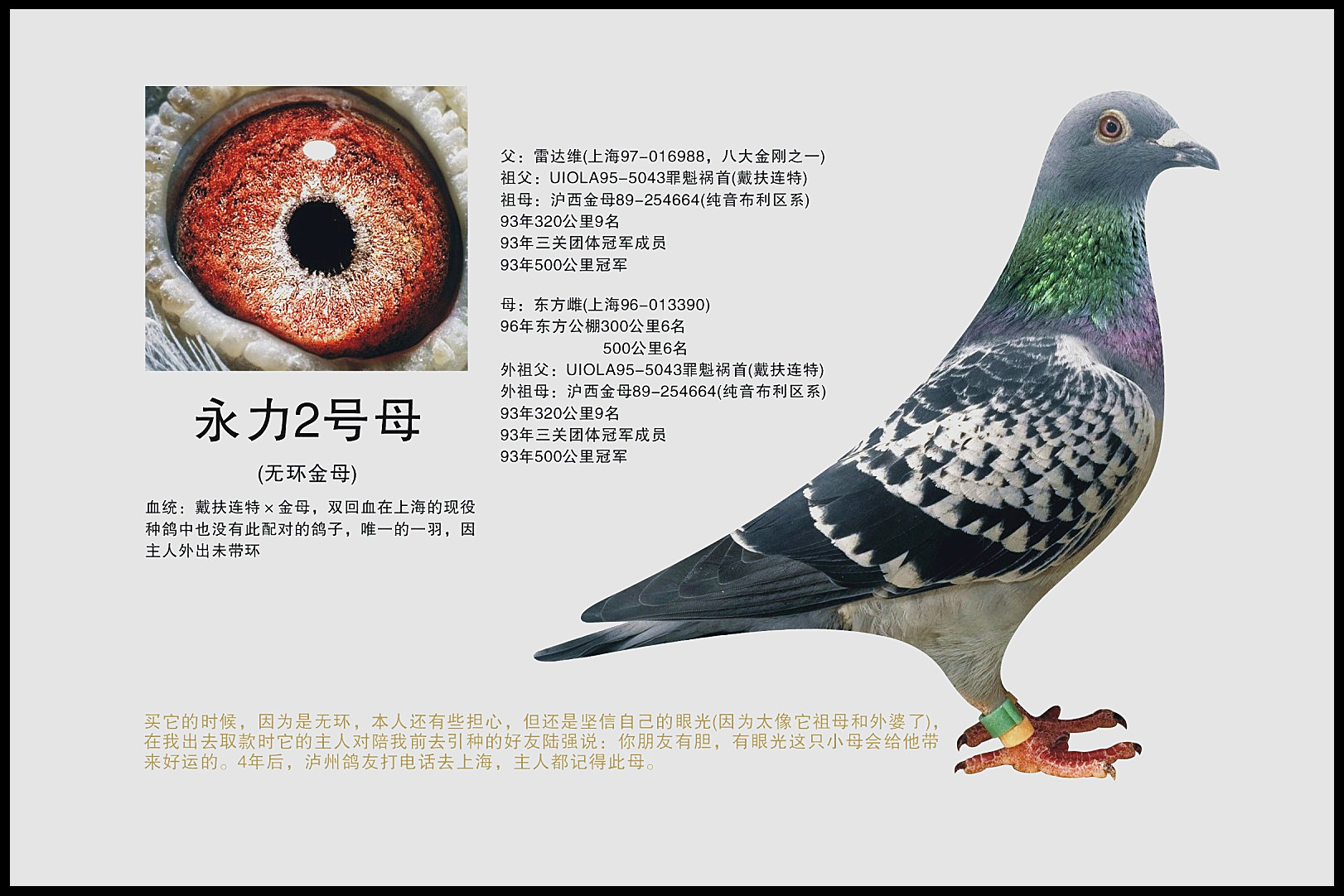 名贵鸽子的品种及名称图片