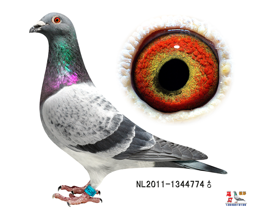 超级福雷迪已售_内蒙古安东-中信网爱鸽商城