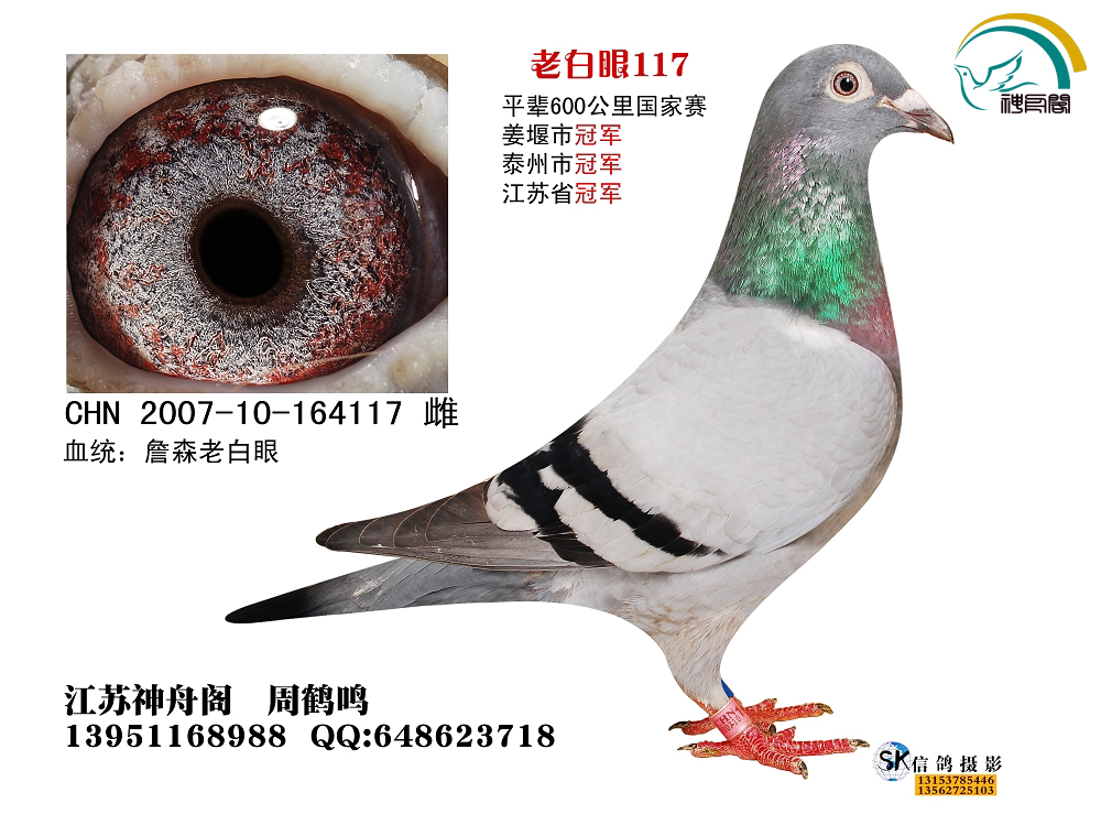 com爱鸽商城_中国信鸽信息网