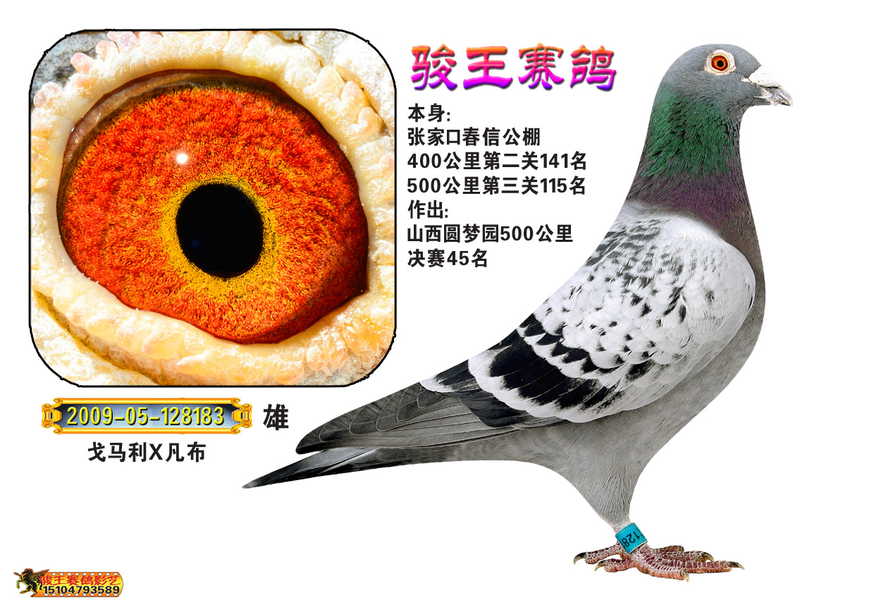 公棚115名_骏王赛鸽影艺-中信网爱鸽商城