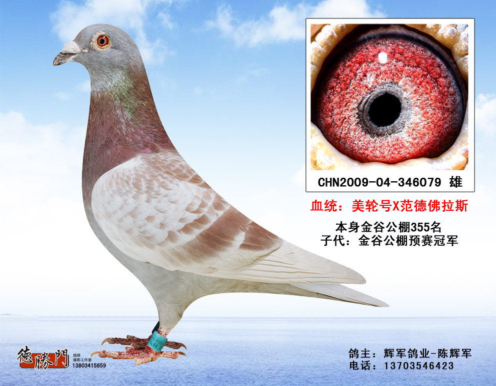 9_辉军鸽业铭鸽展厅_ ag188.com爱鸽商城_中国信鸽信息网