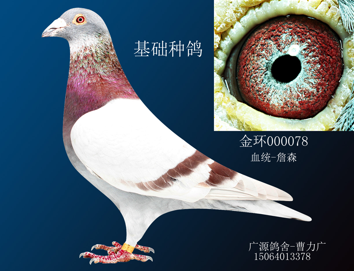 号: 197202                鸽 名: 詹森(欣赏)                羽 色