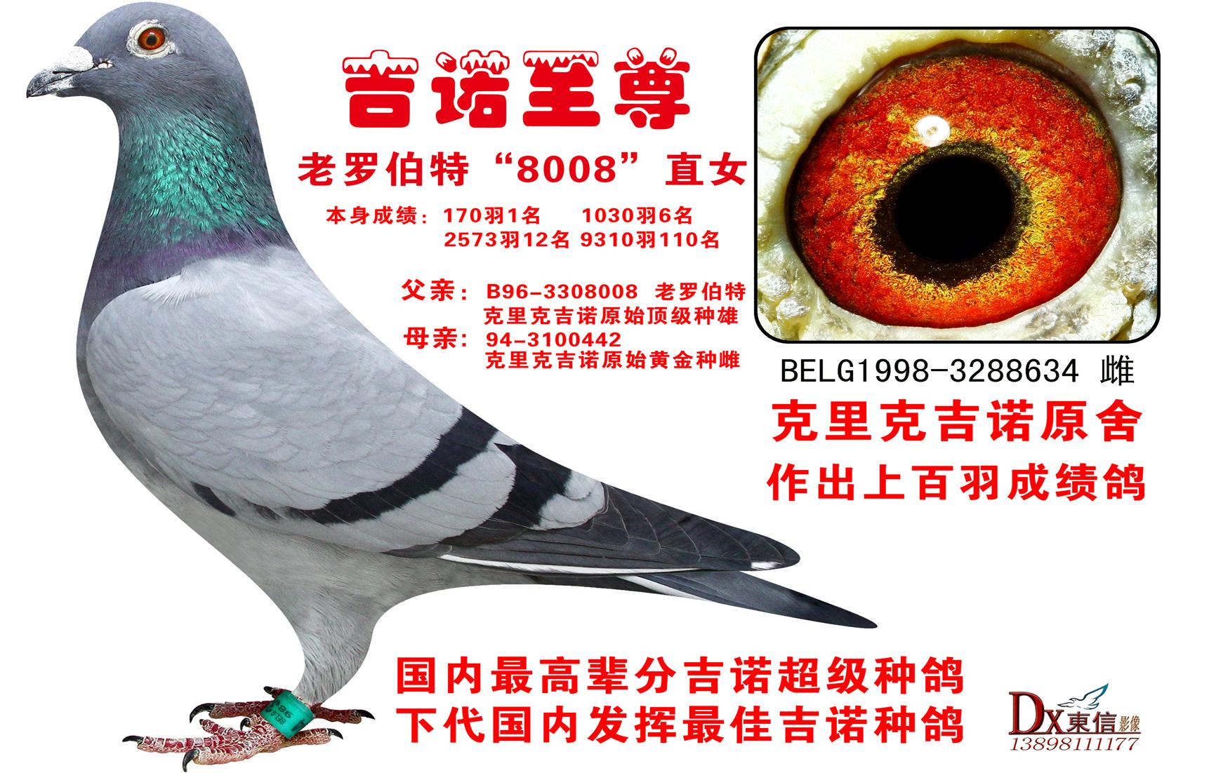 吉诺至尊_辽宁鑫晟丰鸽业_ ag188.com爱鸽商城_中国信鸽信息网