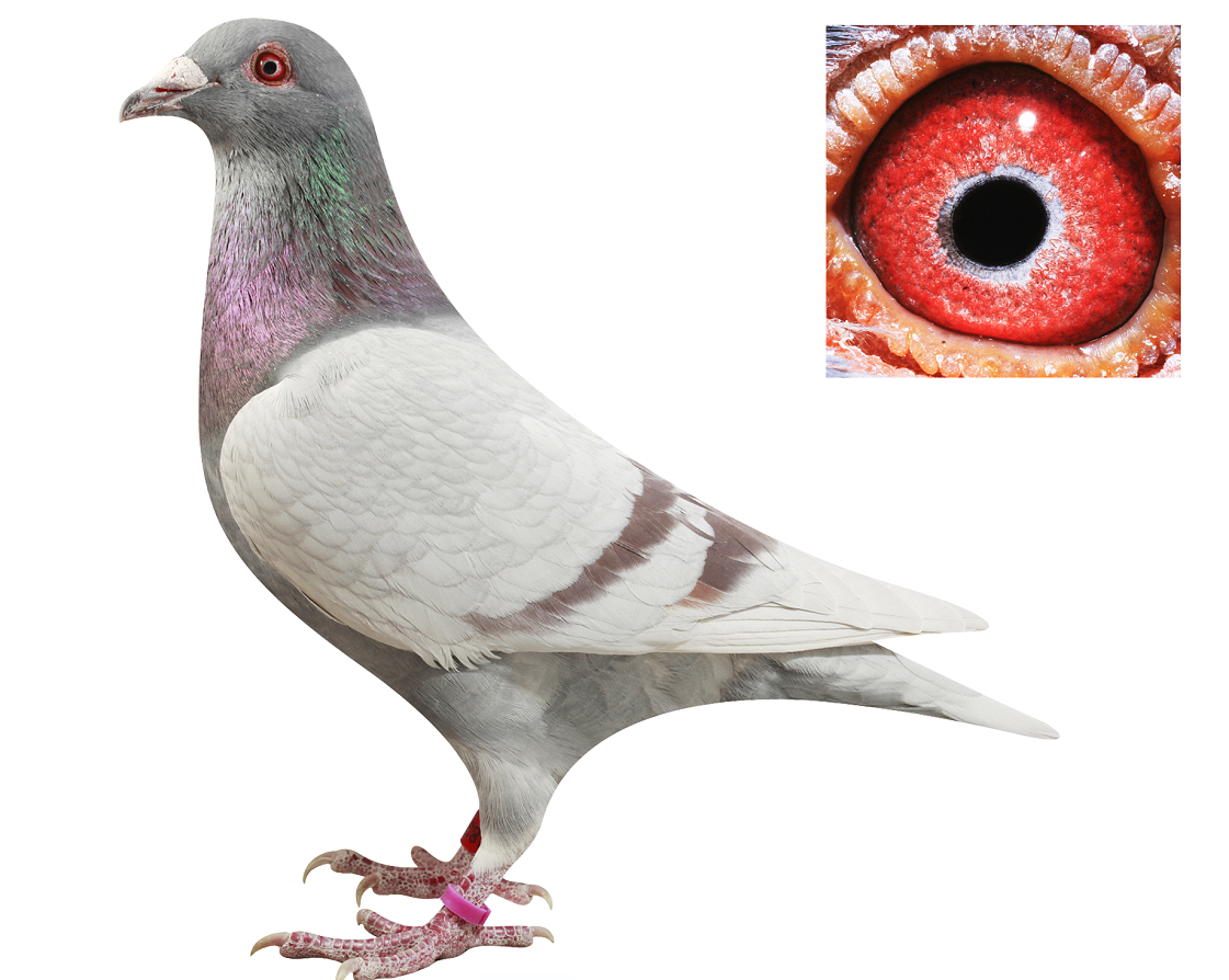 桑杰士 已转让_北京爱拼鸽舍_ ag188.com爱鸽商城_中国信鸽信息网