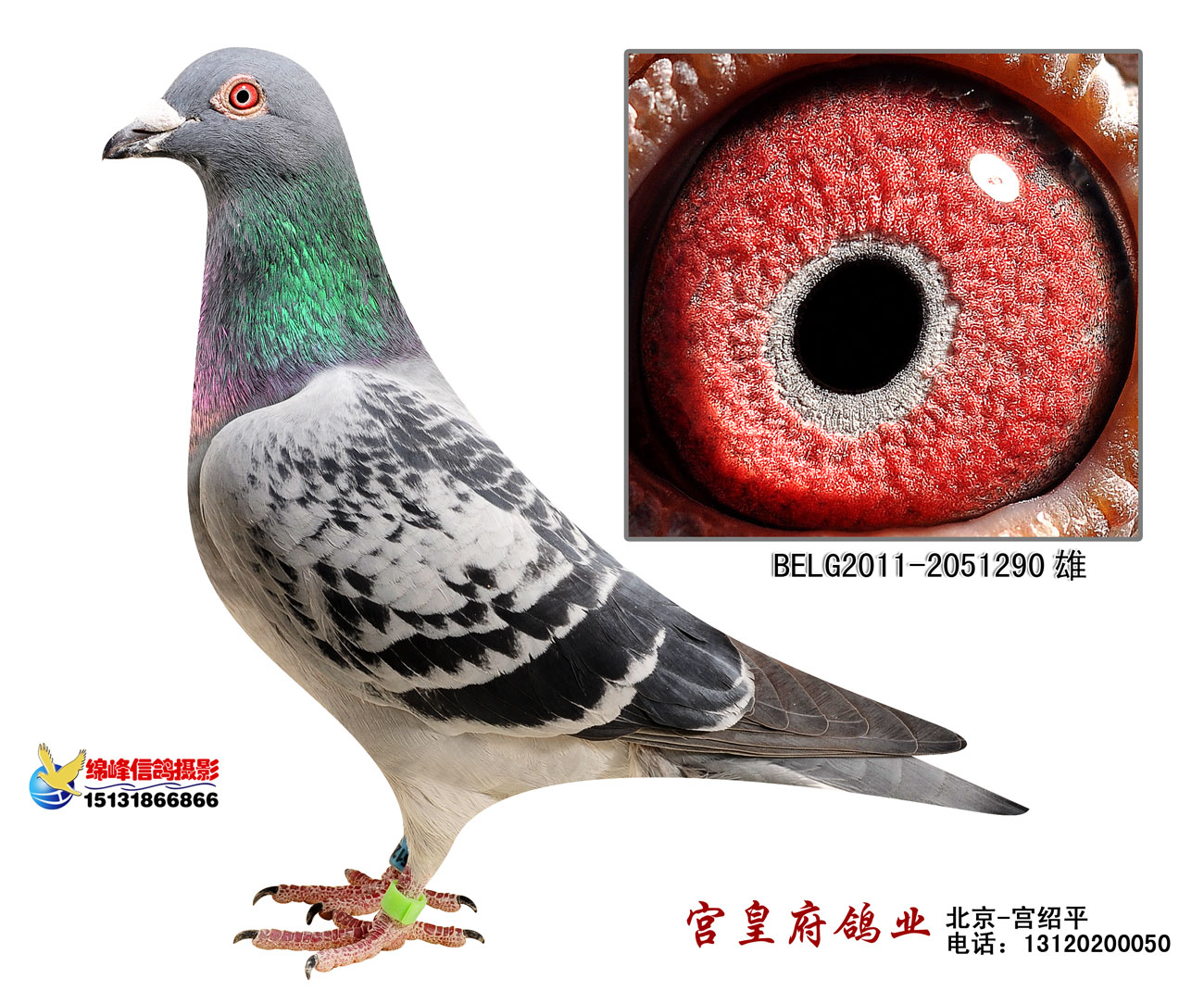 考夫曼黑鸦片直孙290_北京宫皇府鸽业-中信网爱鸽商城