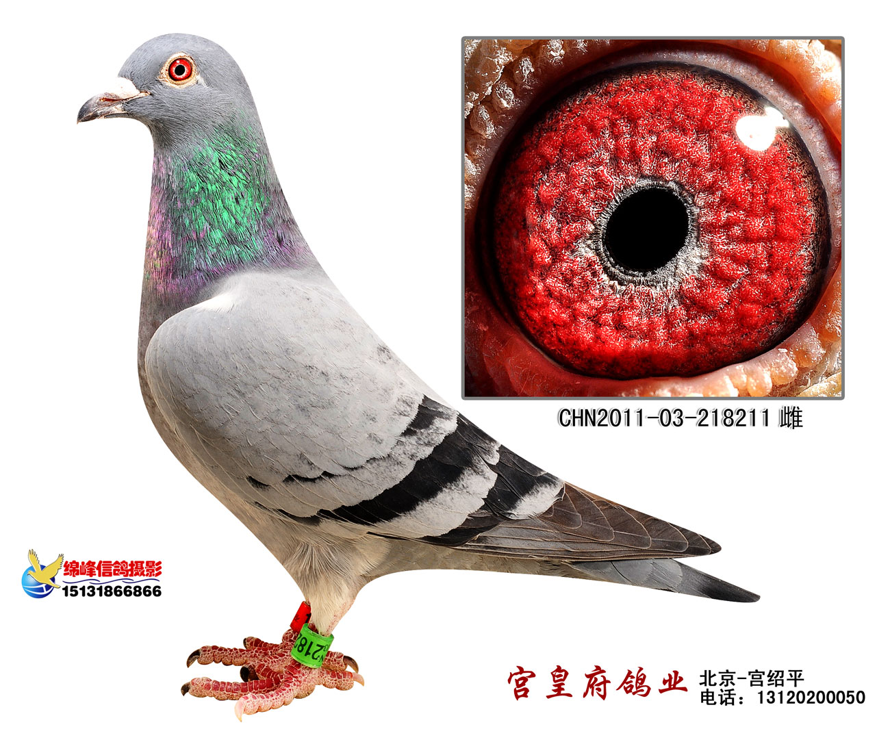 甘纳斯699近亲211