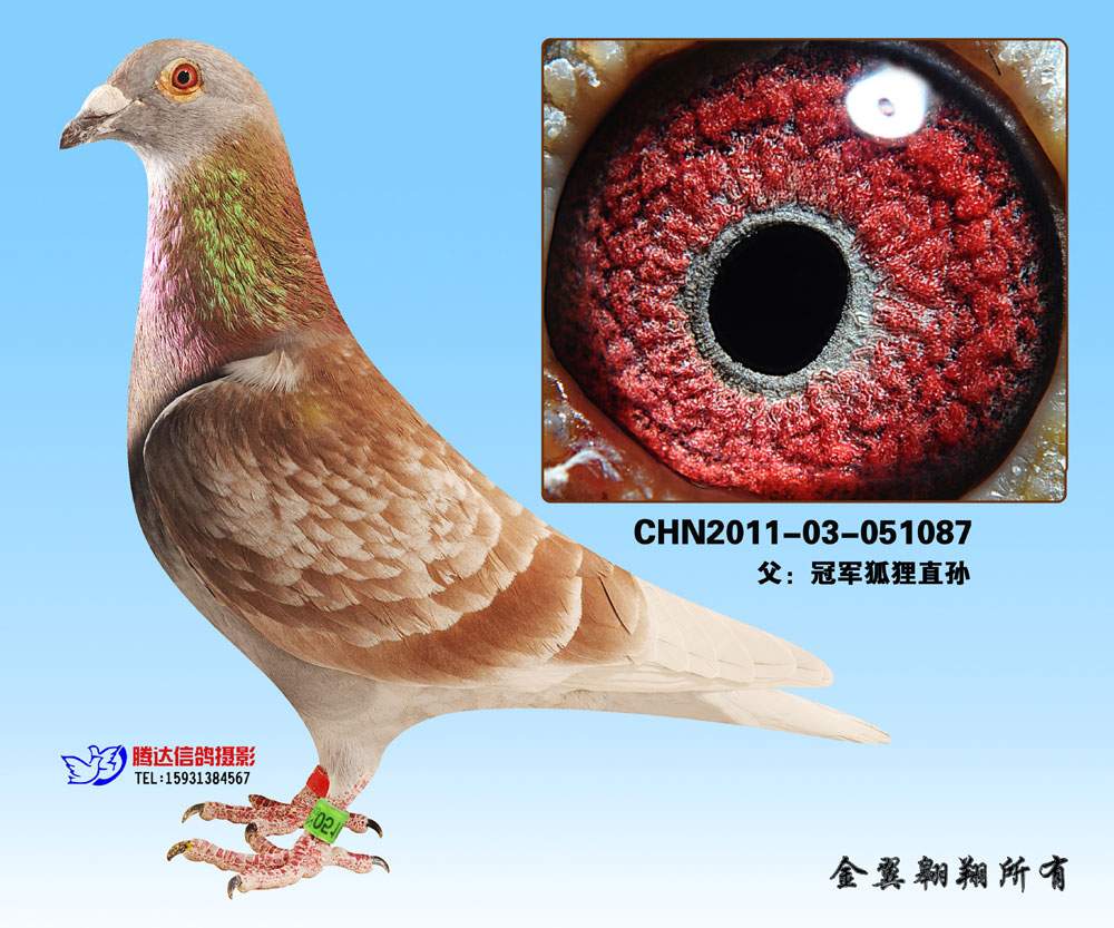 红雨点_金翼翱翔_ ag188.com爱鸽商城_中国信鸽信息网