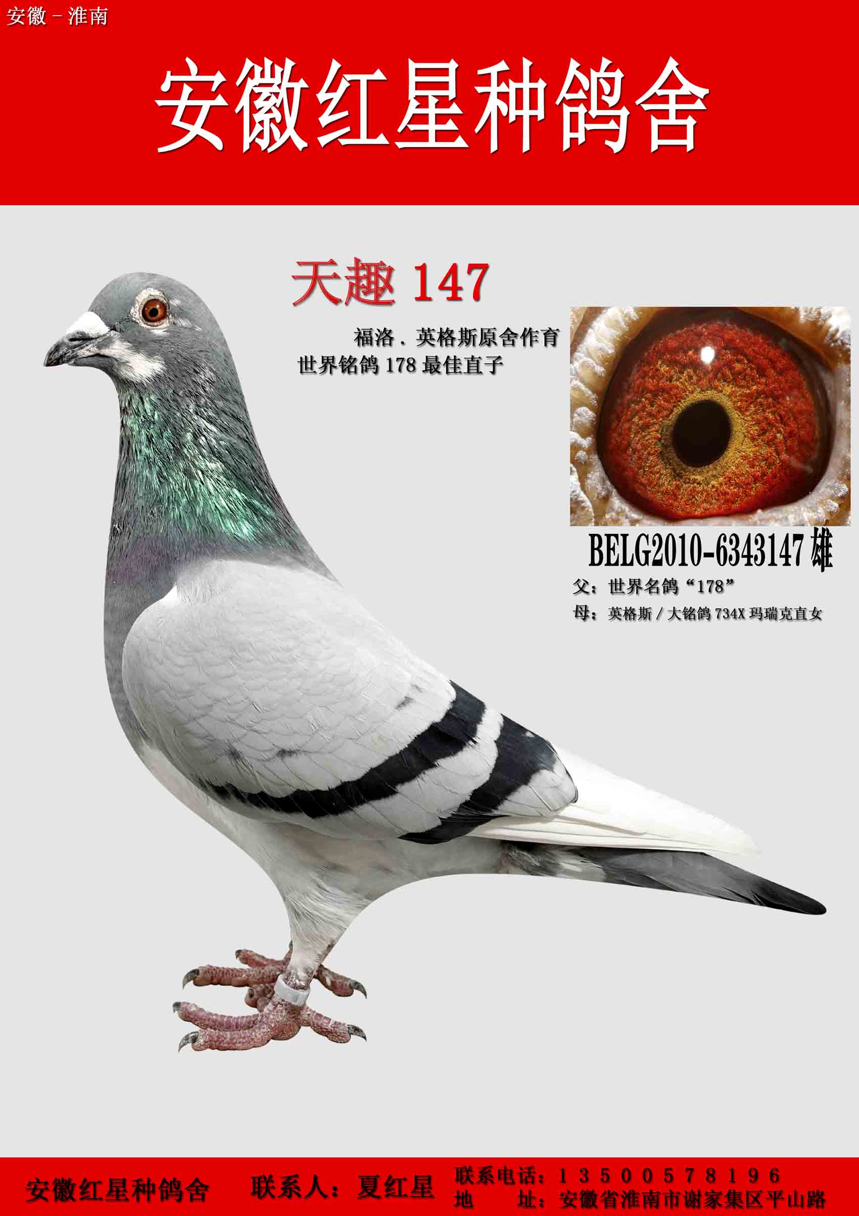 天趣147_安徽红星种鸽舍-中信网爱鸽商城