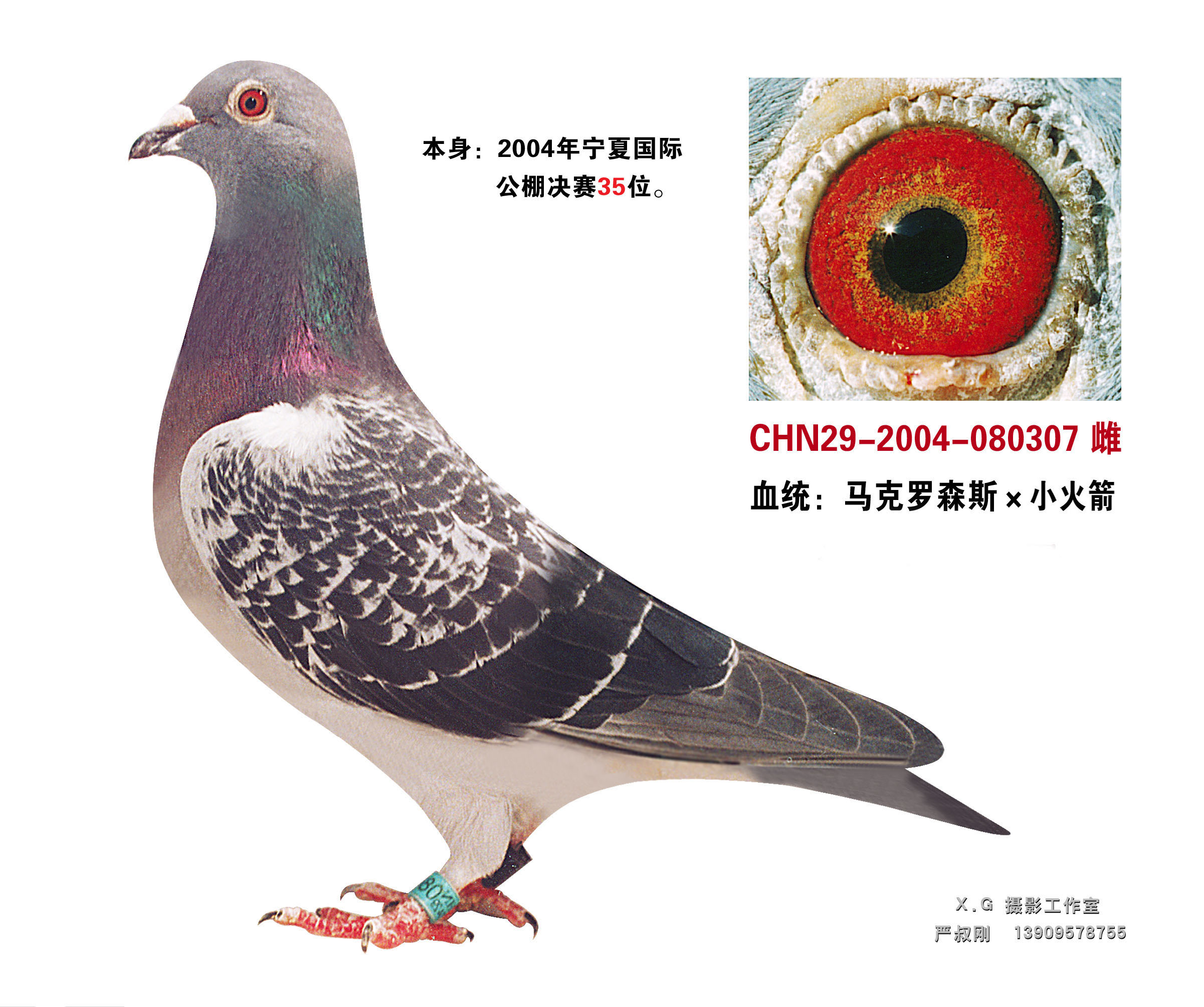 马克罗森斯×小火箭_宁夏财军鸽业_ag188.com爱鸽商城_中国信鸽信息网