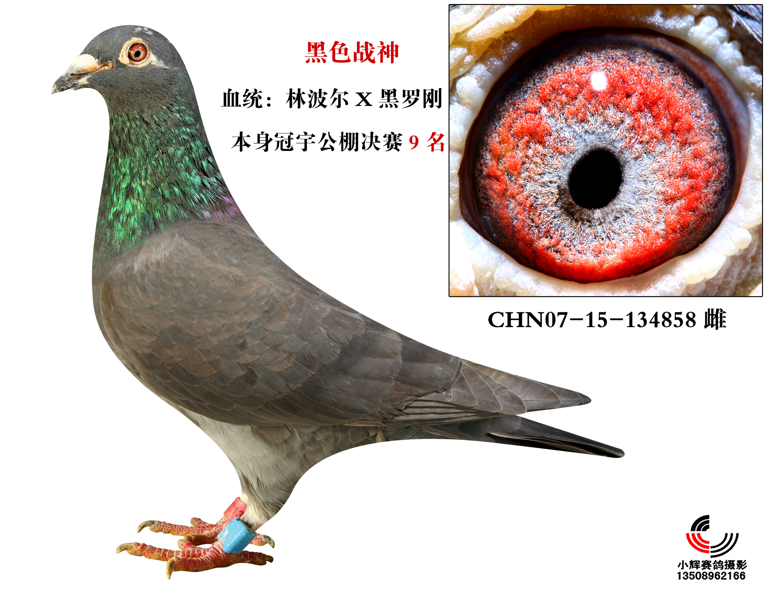 黑罗刚 公棚9名._山东景云鸽舍_ ag188.com爱鸽商城_中国信鸽信息网