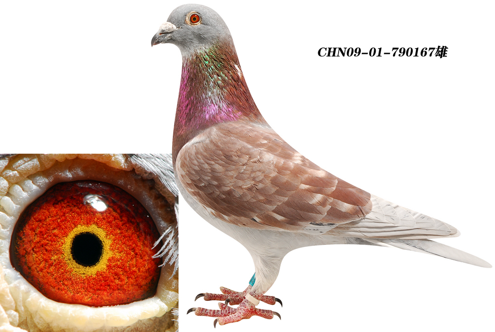 罗森.波斯 红色国家号直子(国家号直孙)_北京王少堂鸽舍_ ag188.