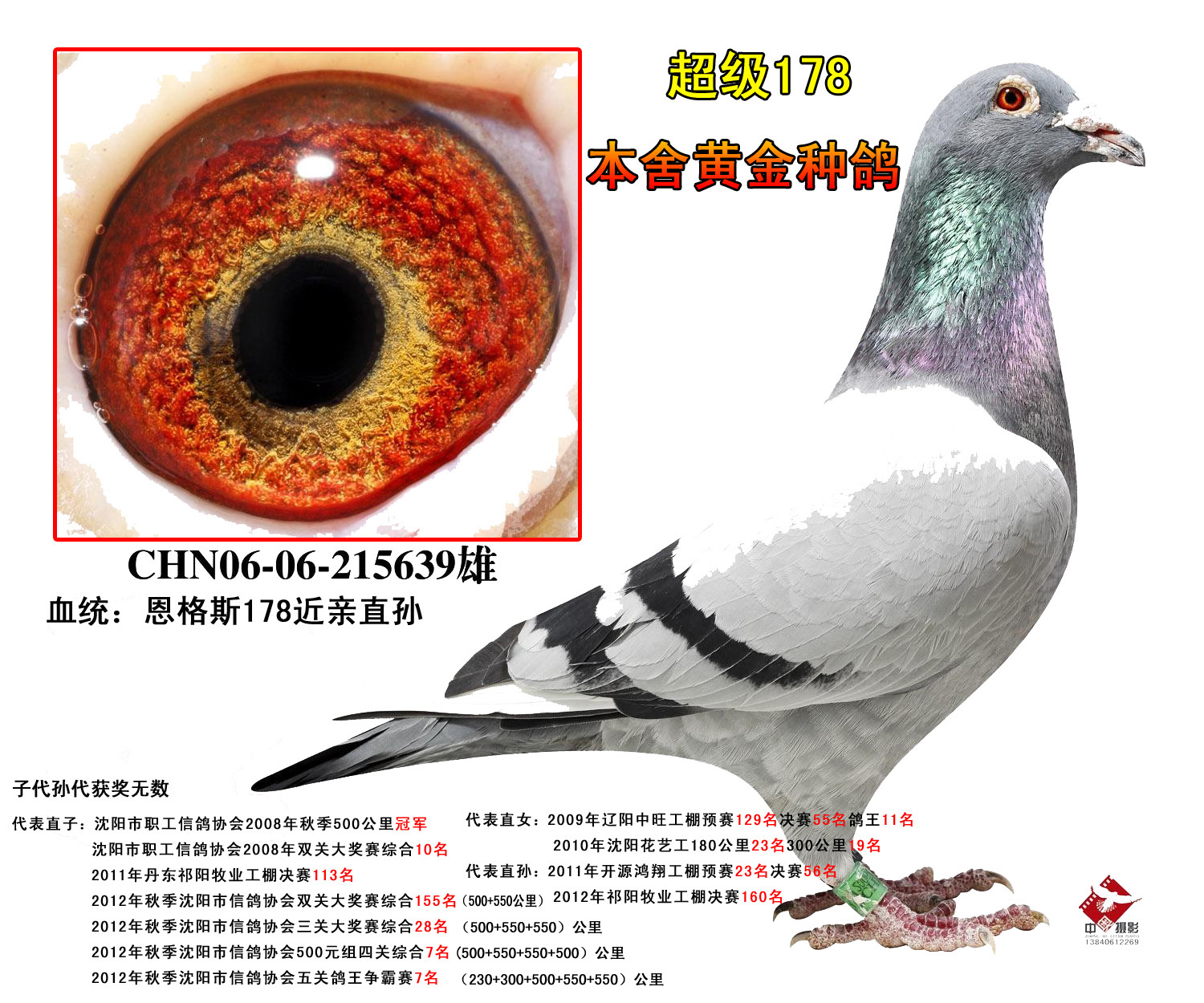 恩格斯178直孙_帅天鸽业_ ag188.com爱鸽商城_中国信鸽信息网