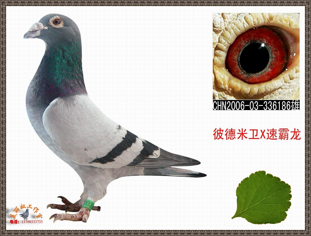 彼得米卫x速霸龙 336186