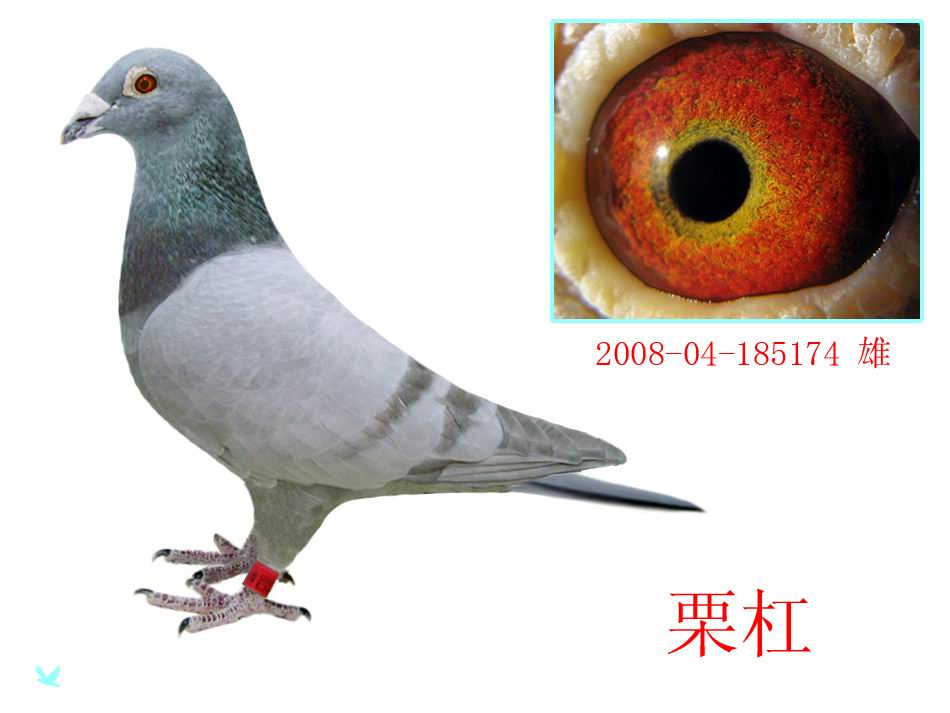 海尔钻石王子压缩机接线图