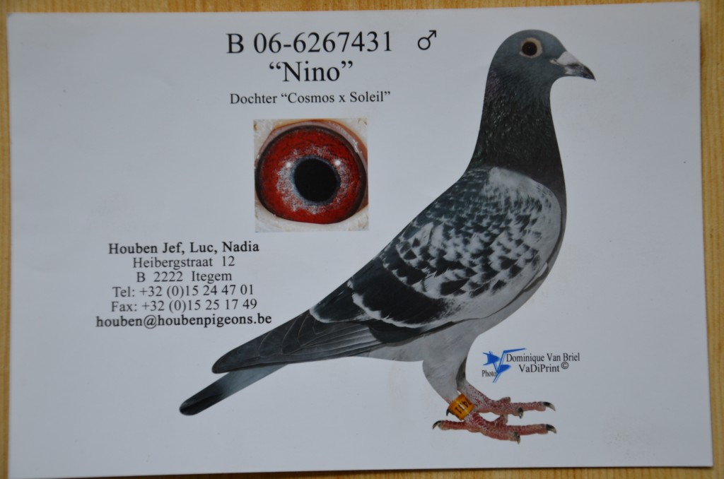 胡本原舍【宇宙】孙女【已售河北石家庄】