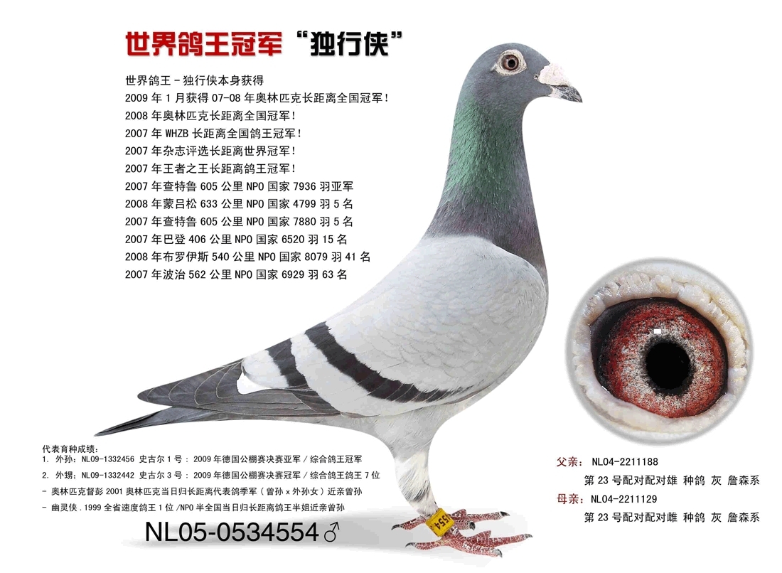 【世界鸽王独行侠之姨母】