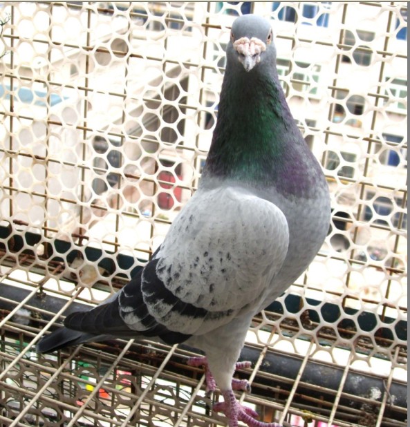 教练号直子_济南韩强鸽舍-中信网爱鸽商城