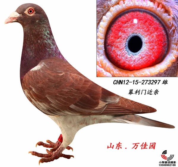红色幕利门297(已售)