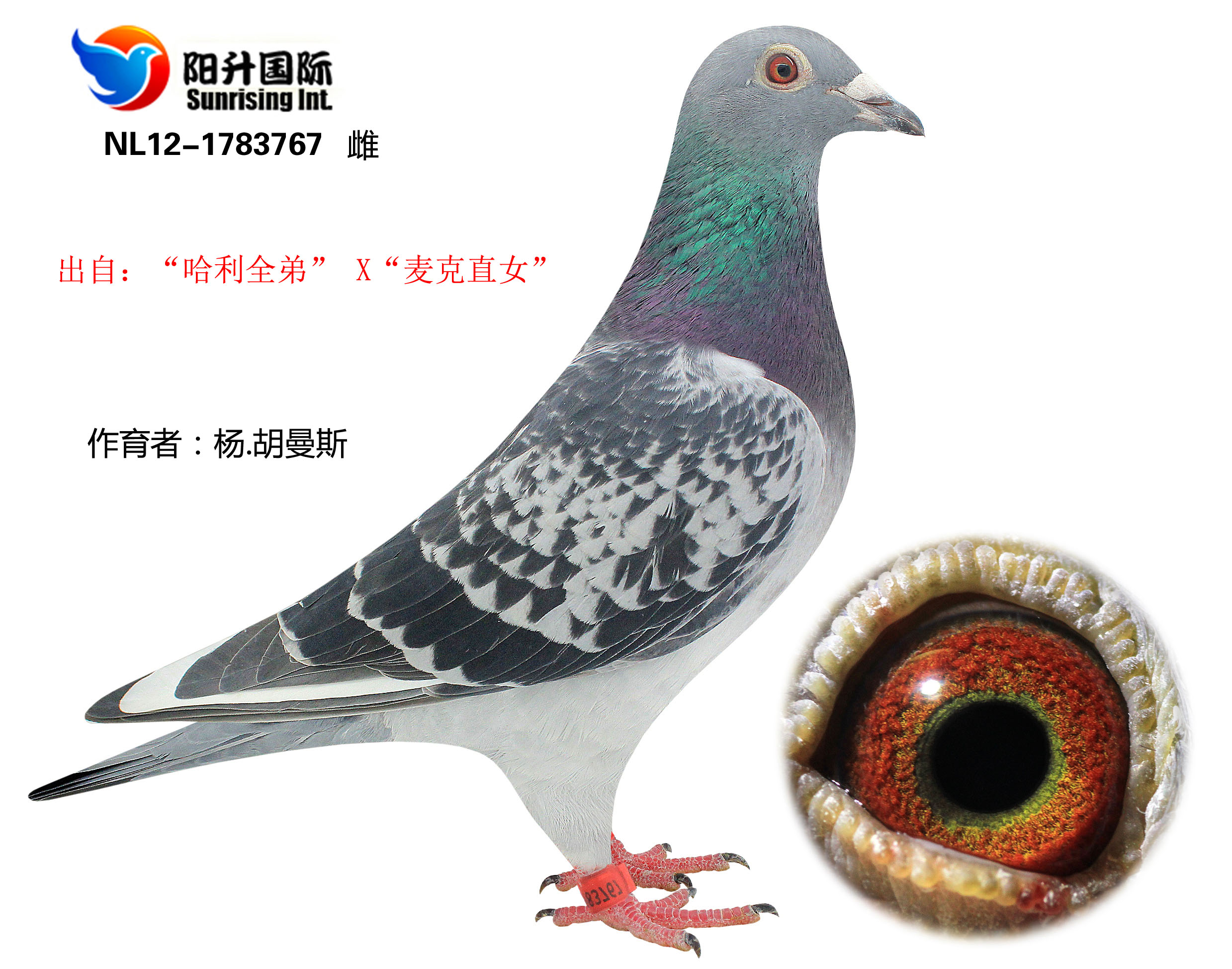 哈利全弟直子767_新加坡阳升国际鸽舍_ ag188.