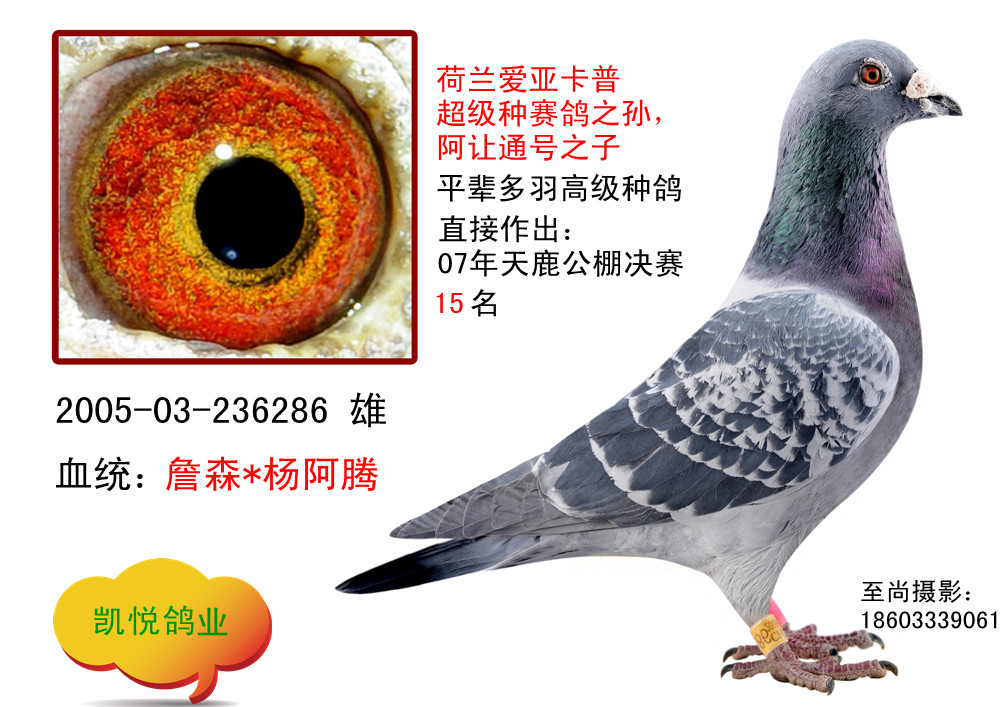 杨阿腾*詹森