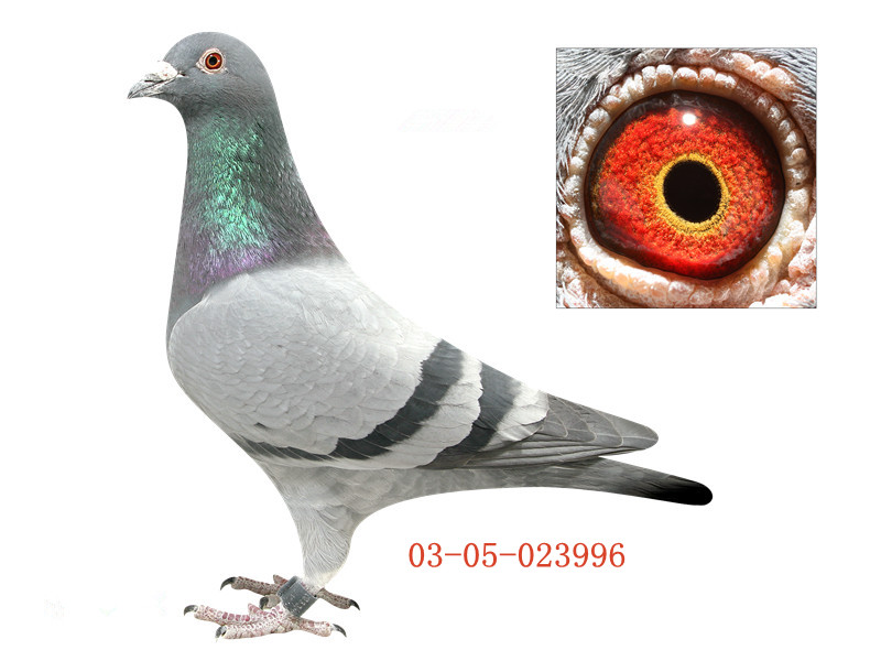 鹿城"996"_内蒙古马鹰鸽业_ ag188.com爱鸽商城_中国信鸽信息网
