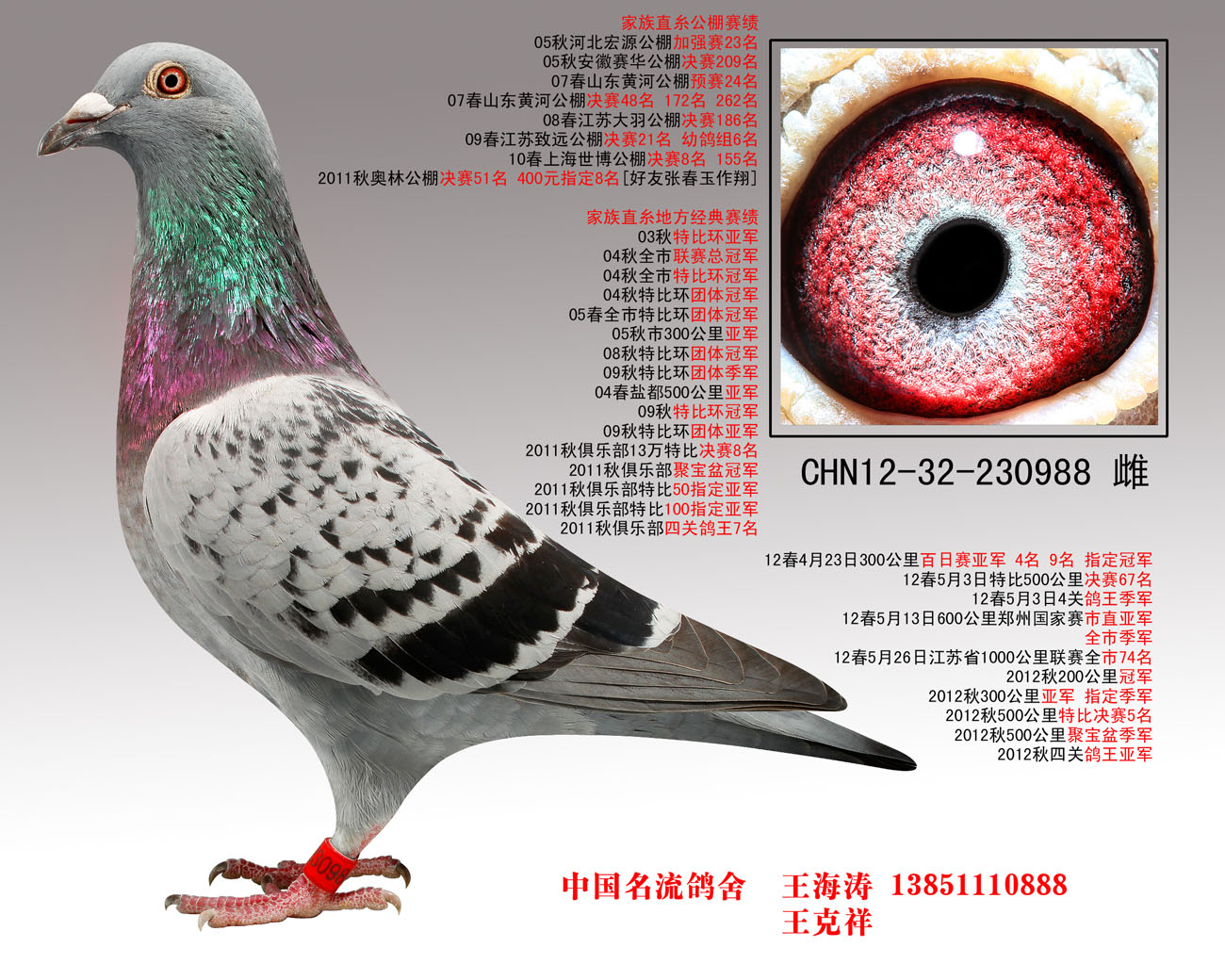 胡本近血作出988【已转让石家庄】_中国名流鸽舍-中信网爱鸽商城