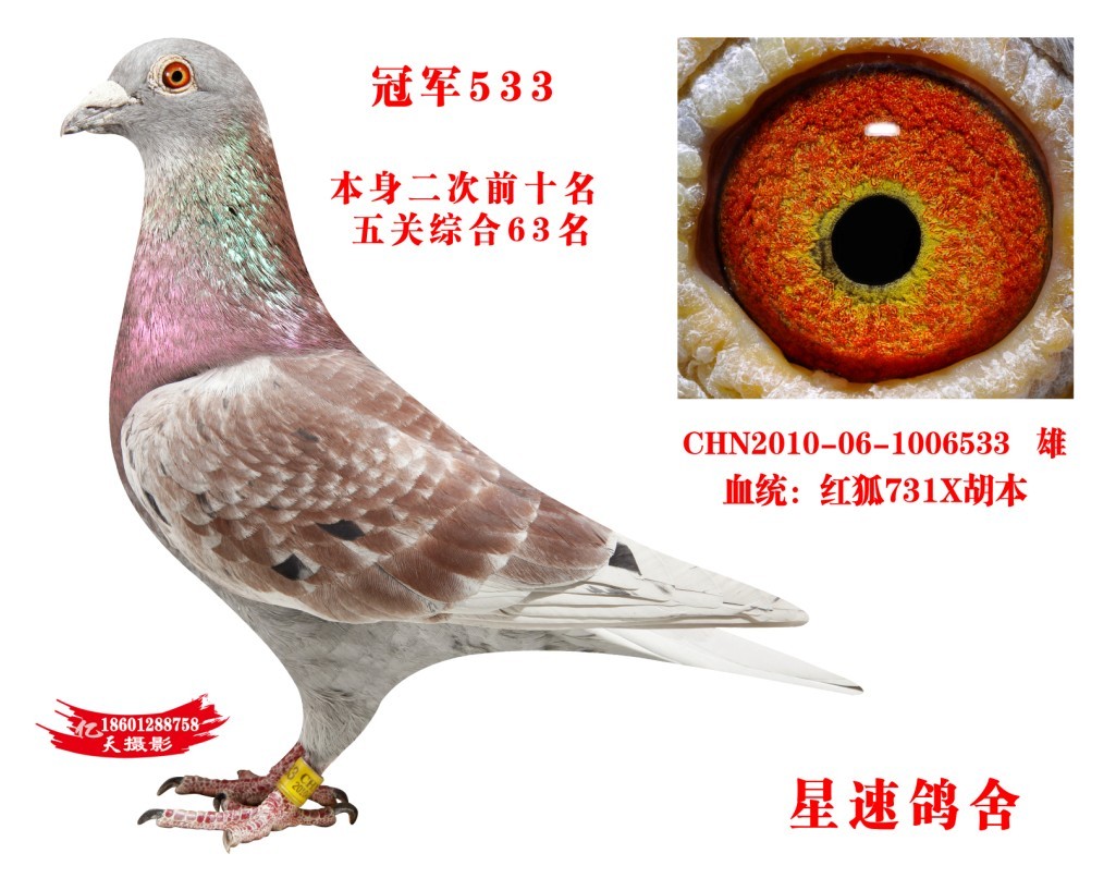 胡本 冠军533_河北任丘星速鸽舍_ ag188.com爱鸽商城_中国信鸽信息网