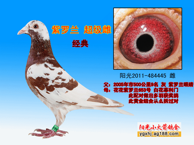 紫罗兰 超级雌_阳光小火箭鸽舍_ag188.com爱鸽商城_中国信鸽信息网