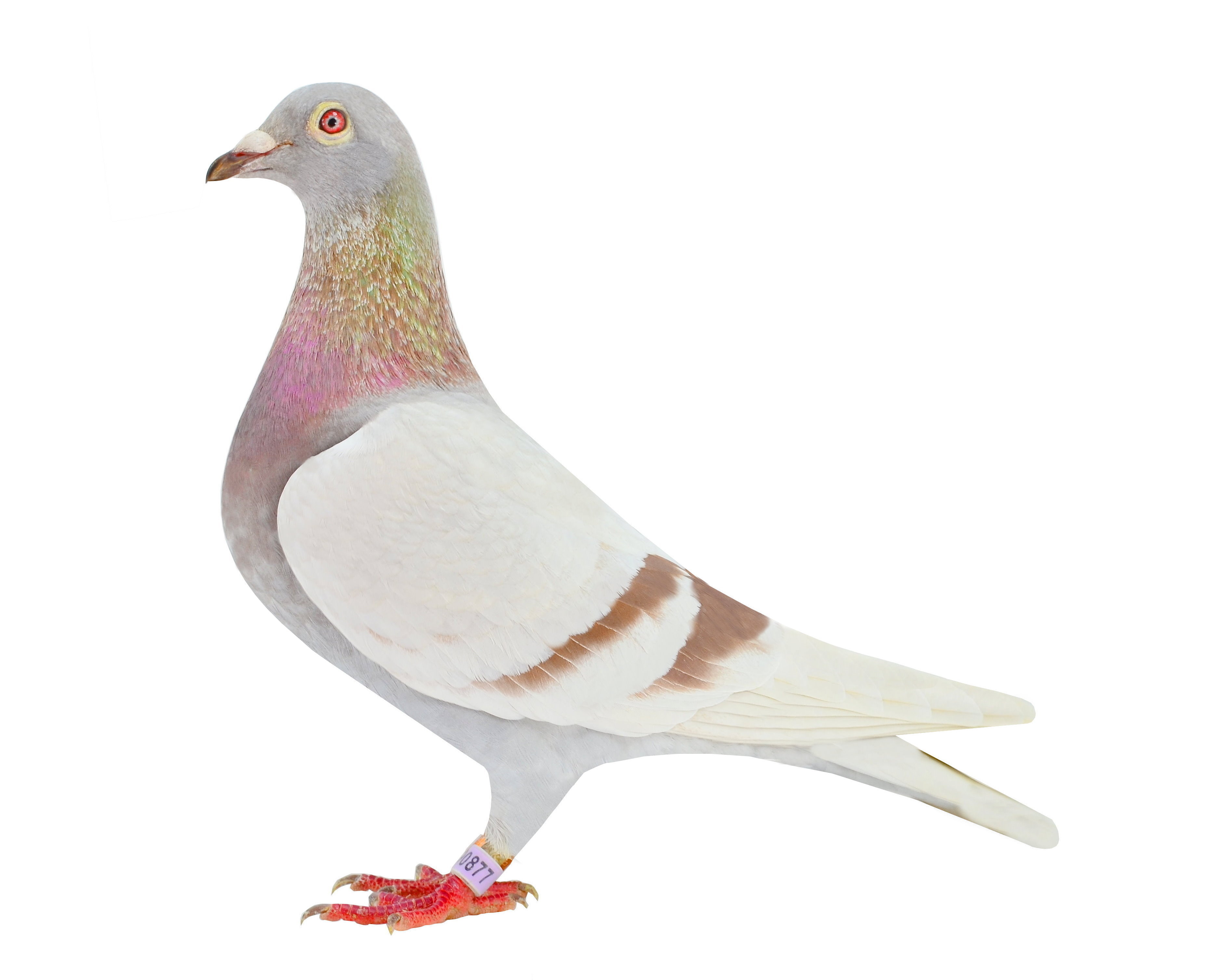 海陆实战西翁系877