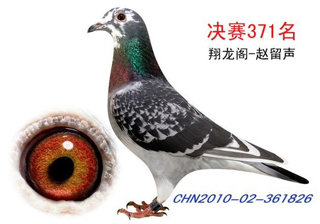 中鸽公棚决赛371名 (已售)
